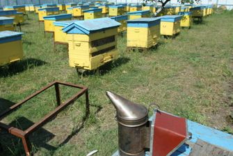 Производство меда: Украина копит излишки