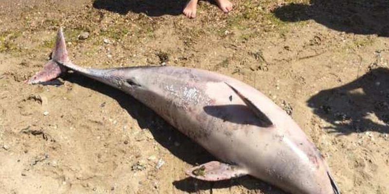 Отдыхающие возмущены: с пляжа в Затоке несколько дней не могут убрать труп дельфина
