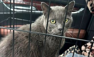 Потерянного кота нашли через 5 лет почти за 2000 километров от дома