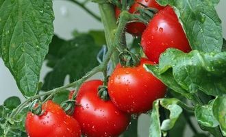 Будет богатый урожай: советы по правильному уходу за помидорами