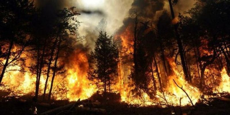 Не ображайте жінок: відчайдушна українка підпалила чорнобильський ліс, причина вражає