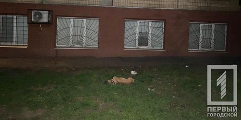 У Кривому Розі собаку викинули з вікна багатоповерхівки – він загинув