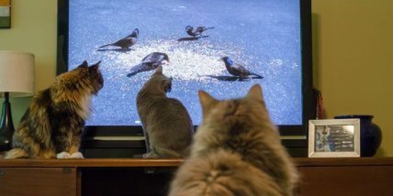 Что видят кошки и собаки, когда смотрят телевизор: вы будете удивлены