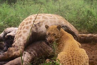 В Африке на камеру сняли редчайшего в мире клубничного леопарда