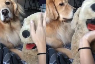 Реакция собаки, приревновавшей свою хозяйку к игрушке, насмешила Сеть
