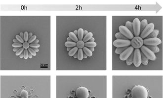 Ученые создали микроскопических существ из "умного" полимера: они растут и помнят