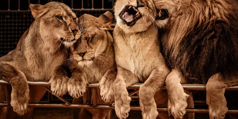 Дочекалися: вперше в Україні суд заборонив стаціонарному цирку експлуатувати тварин