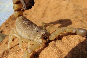 Доисторический скорпион оказался первым существом, которое вышло из воды на сушу
