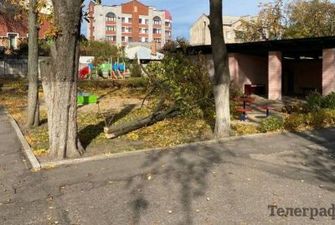 На Полтавщині зламане дерево вбило дитину: чи є винні та в якому стані інші постраждалі