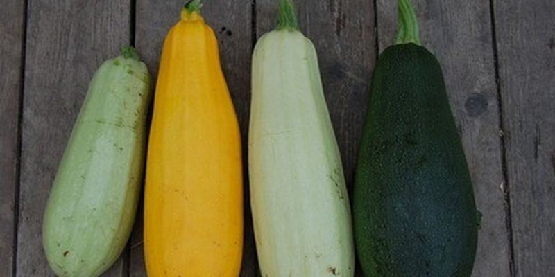 Когда сеять кабачки и как правильно поливать: секреты щедрого урожая