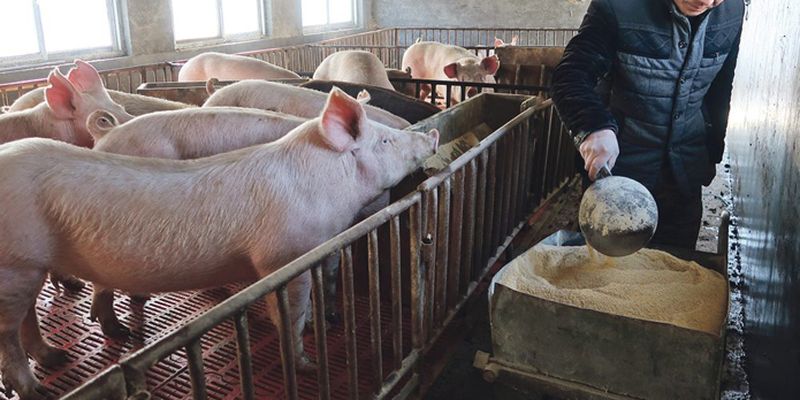 У Китаї до кінця року побудують більше 6 тисяч свиноферм