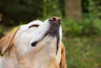 Ученые выяснили, что собаки могут распознавать стресс человека по запаху