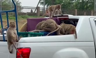 В Таиланде стая обезьян ограбила автомобиль, перевозивший апельсины
