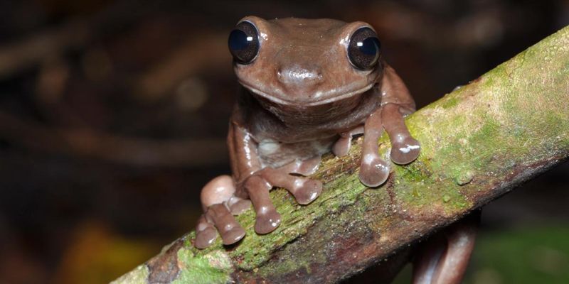 Австралийские ученые открыли "шоколадную лягушку"