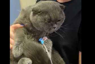 Жительница Днепра постирала кота в машинке - животное чудом выжило