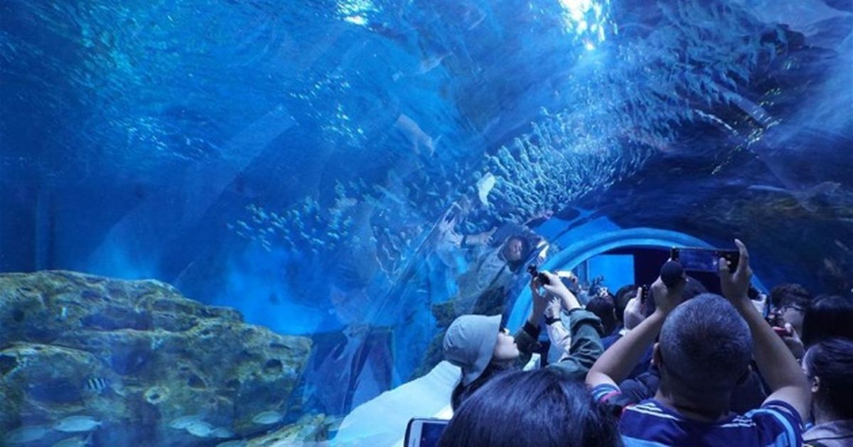 Открытие самого большого океанариума. Австралия Сиднейский аквариум. Первый океанариум в мире. Самый большой океанариум в мире. Самый крутой океанариум.