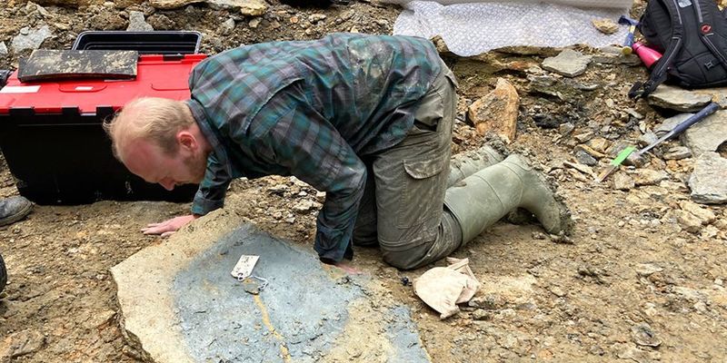 Существа пытались защититься: в Британии археологи обнаружили уникальное кладбище морских животных
