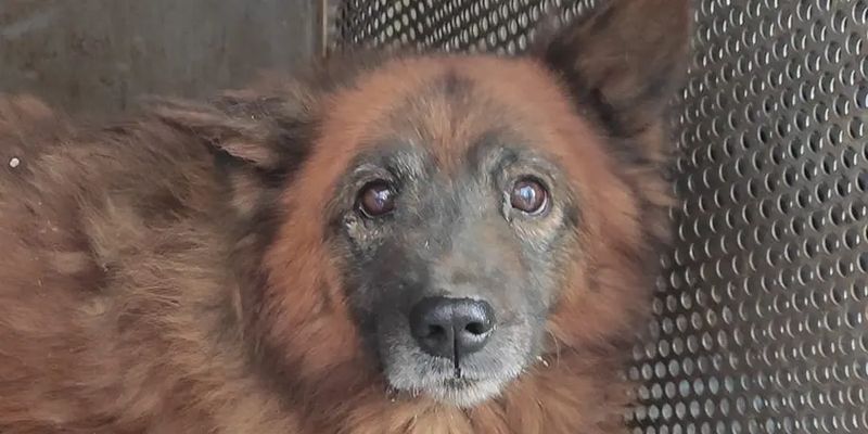 В Днепре спасают контуженого пса Крым, который ждал владельцев на руинах разрушенного дома