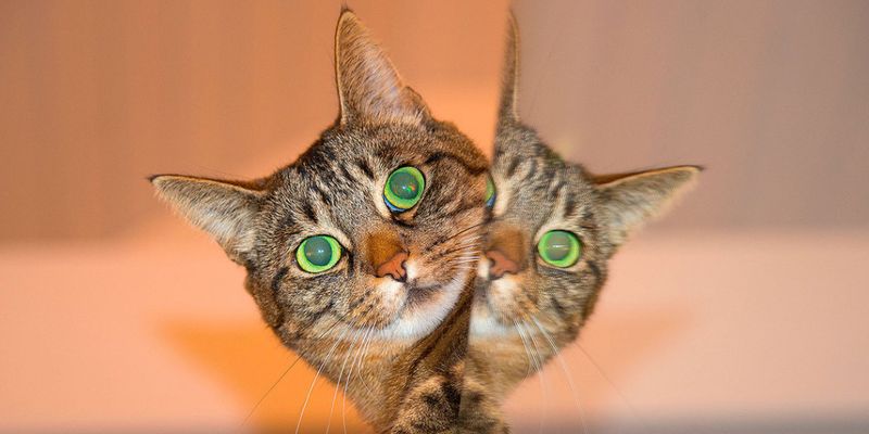 Прыгала у зеркала и убегала: в Таиланде кошка испугалась своего отражения и покорила Сеть