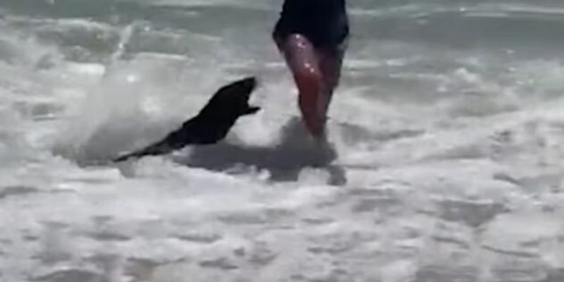 Буйные пациенты. В ЮАР тюлени массово нападают на людей — виноваты токсины, повреждающие мозг