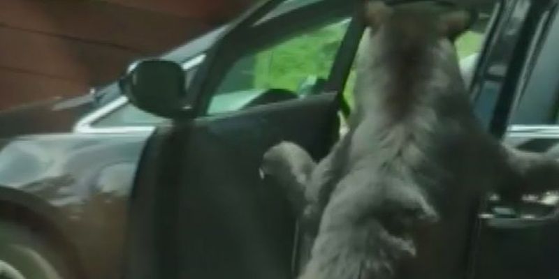 Умный медведь открыл двери машины