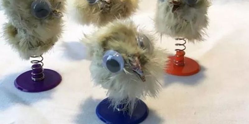 Британець робить іграшки з мертвих курчат і продає їх