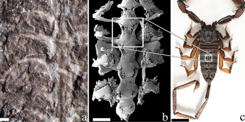 Ученые обнаружили останки одного из первых наземных животных
