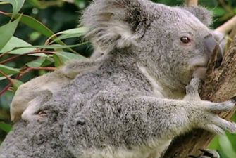 Видео дня: Отважная женщина спасла коалу из эпицентра лесного пожара