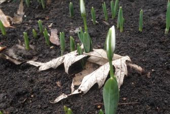 Аномальный январь: в Украине цветут жасмин, калина и выползают "летние" жуки