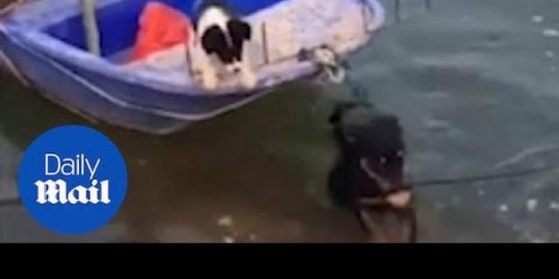 Настоящая дружба: пес помогает выбраться подруге из лодки