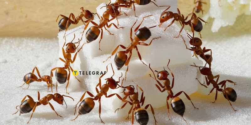 Не используйте соду: как прогнать муравьев из дома