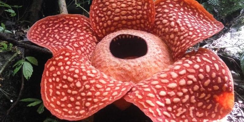 В Индонезии расцвел самый большой цветок в мире