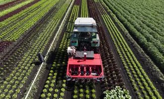 ГМО-окрашивание посевов может помочь в борьбе с сорняками – ученые