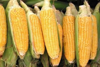 Украинская кукуруза на экспорт прибавляет в цене