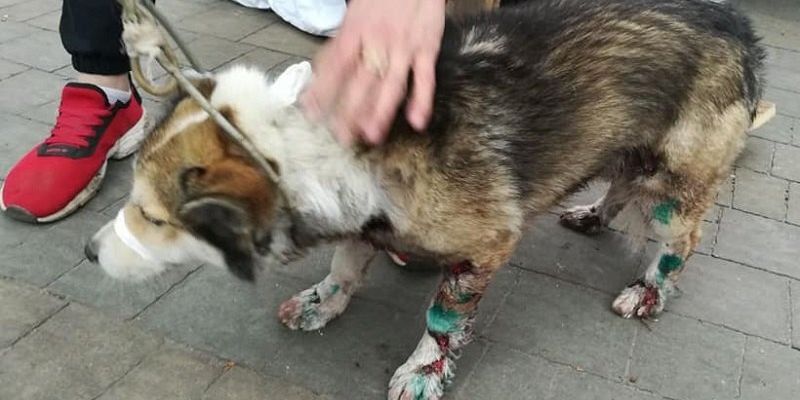 Директору Госархива Хмельницкой области грозит уголовный срок за издевательство над собакой