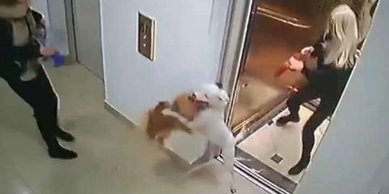 У ліфті одеської багатоповерхівки бійцівський собака загризла шпіца