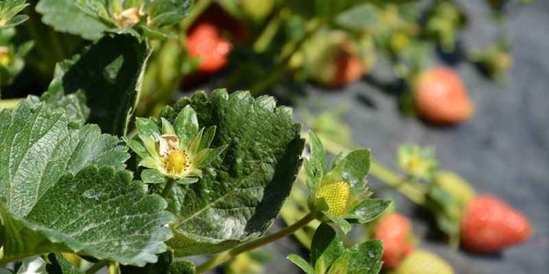На Сумщині ягоди вирощують на 650 га
