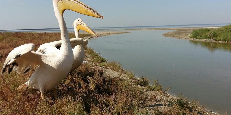 В Одесской области в заповедник переселили редких пеликанов, живших в ресторане