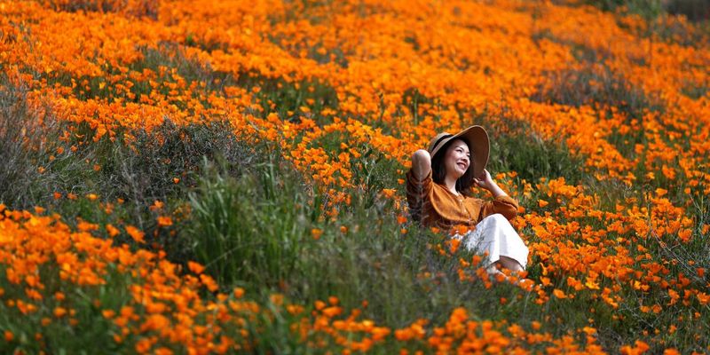 Біля Лос-Анджелеса поля стали помаранчевими через цвіт маку
