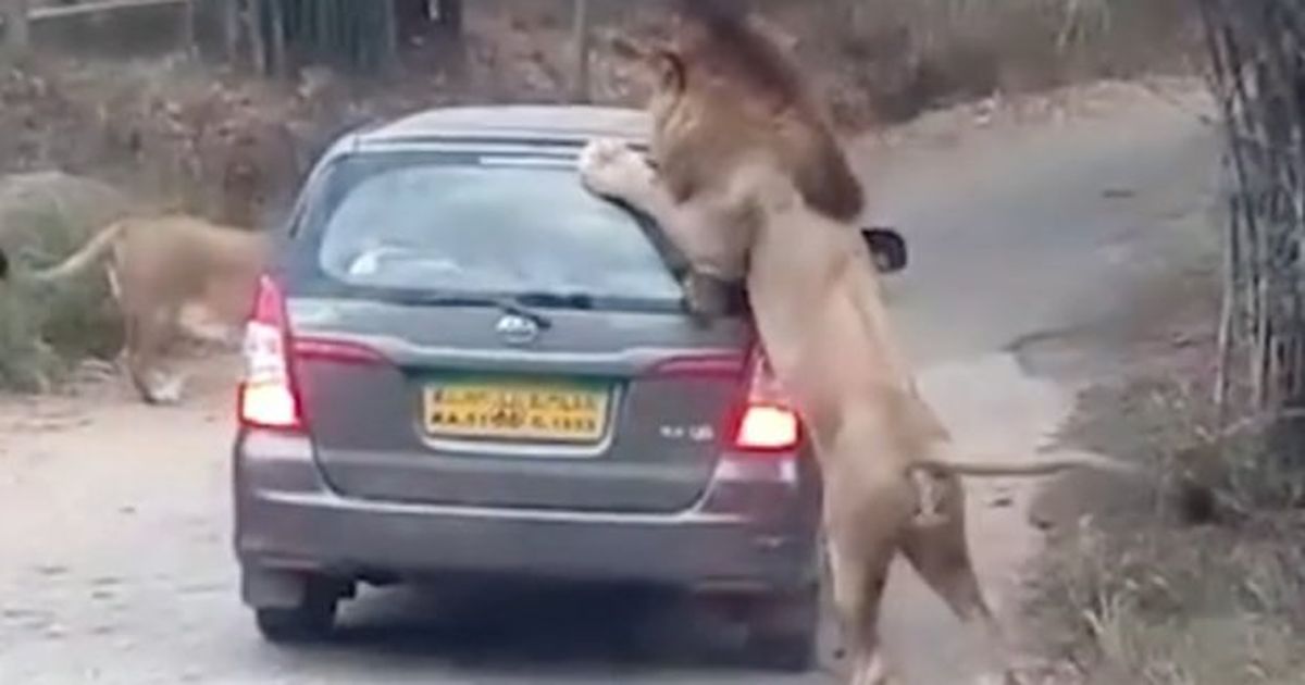 Нападение львов. Львы нападают на туристов. Лев атакует машину с туристами.