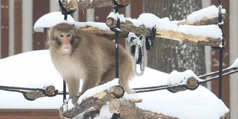 Зимние игры: в харьковском зоопарке устроили снежный квест для макак