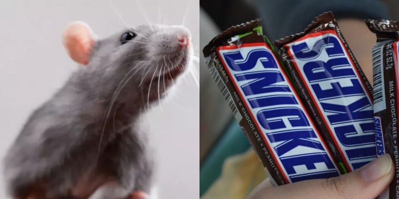 Начала кричать: женщина нашла зуб крысы внутри шоколадного батончика Snickers