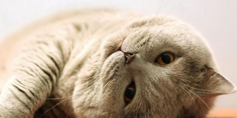 «Зачем напрягать лапки»: В Сети показали самого ленивого кота