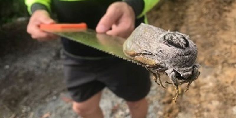 В Австралии обнаружили гигантского мотылька