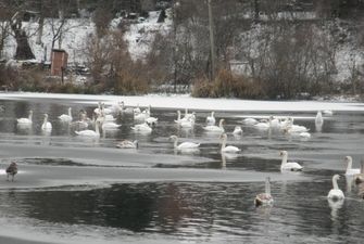 На Львівщині гинуть лебеді на озері, бо їх приручили