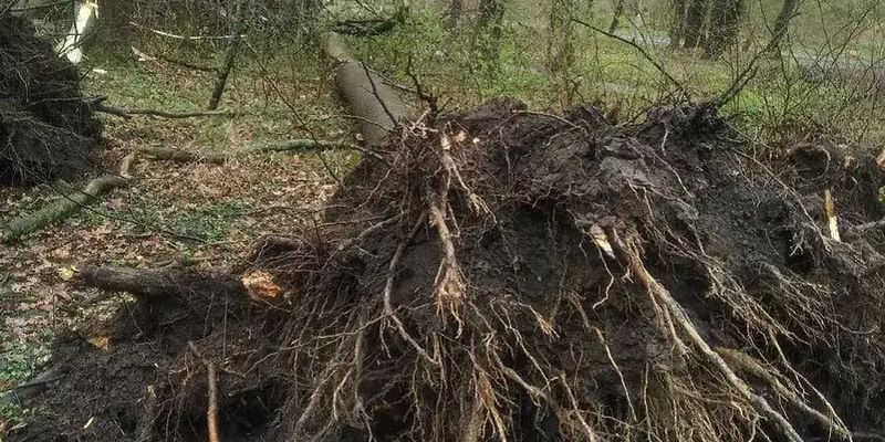 Ветер во львовском парке повалил семь деревьев, а синоптики прогнозируют еще большие порывы