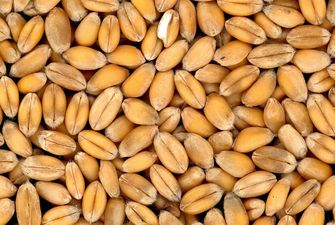 Україна вже експортувала 70% прогнозованого об'єму пшениці і ячменю