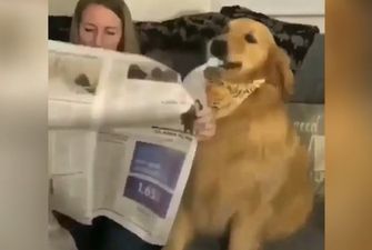 Пес съел газету, которую читала его хозяйка