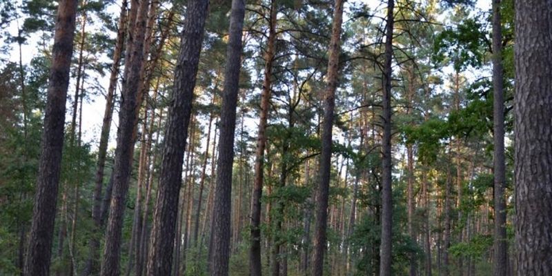 Прокуратура повернула Києву майже 30 гектарів лісу в Пуща-Водиці, де планувалась вирубка