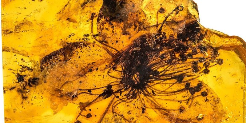 Как будто только что сорвали: фото самого большого цветка в янтаре, которому почти 40 миллионов лет